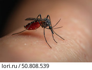 Комар напившийся крови. Макросъемка. A mosquito drunk on blood. Macro photography. Стоковое AI-изображение, AI-художник Гер Олег / Фотобанк Лори