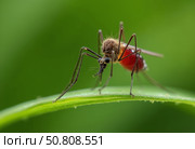 Комар напившийся крови. Макросъемка. A mosquito drunk on blood. Macro photography. Стоковое AI-изображение, AI-художник Гер Олег / Фотобанк Лори