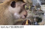 Close-up of a monkey savoring a cracker on a wooden deck in a natural, lush setting. Стоковое видео, видеограф Marina Gabdullina / Фотобанк Лори