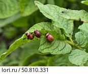 Red larvae of the Colorado potato beetle close-up on green damaged potato leaves. Стоковое фото, фотограф Жанна Гапанович / Фотобанк Лори