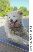 White stray dog with pink nose relaxing and looking around in the street. Стоковое видео, видеограф Оксана Чаюн / Фотобанк Лори