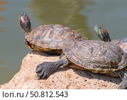 Красноухие черепахи греются на камне в лучах солнца. Red-eared turtles basking and swimming in the sun. Стоковое фото, фотограф Татьяна Д / Фотобанк Лори