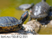 Красноухие черепахи греются на камне в лучах солнца. Red-eared turtles basking and swimming in the sun. Стоковое фото, фотограф Татьяна Д / Фотобанк Лори