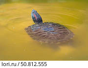 Красноухие черепахи греются на камне в лучах солнца. Red-eared turtles basking and swimming in the sun. Стоковое фото, фотограф Татьяна Д / Фотобанк Лори