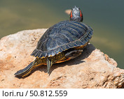Красноухие черепахи греются на камне в лучах солнца. Red-eared turtles basking and swimming in the sun. Стоковое фото, фотограф Татьяна Д / Фотобанк Лори