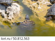 Красноухие черепахи греются на камне в лучах солнца. Red-eared turtles basking and swimming in the sun. Стоковое фото, фотограф Татьяна Д / Фотобанк Лори