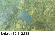 Transparent jellyfish gracefully gliding through clear water above a bed of smooth pebbles, showcasing its delicate tentacles and ethereal beauty in a serene aquatic environment. Стоковое видео, видеограф Ирина Ручушкина / Фотобанк Лори