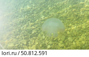 Transparent jellyfish gracefully gliding through clear water above a bed of smooth pebbles, showcasing its delicate tentacles and ethereal beauty in a serene aquatic environment. Стоковое видео, видеограф Ирина Ручушкина / Фотобанк Лори
