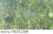 Ethereal jellyfish gliding through clear water above smooth pebbles, showcasing its delicate tentacles and tranquil ambiance of the underwater scene. Стоковое видео, видеограф Ирина Ручушкина / Фотобанк Лори