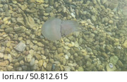 Ethereal jellyfish gliding through clear water above smooth pebbles, showcasing its delicate tentacles and tranquil ambiance of the underwater scene. Стоковое видео, видеограф Ирина Ручушкина / Фотобанк Лори