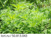 Close-up of bright green ragweed leaves. Noxious weed allergen. Стоковое фото, фотограф Коханова Наталья / Фотобанк Лори