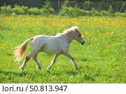 Забавный пони Фалабелла бежит галопом по весеннему лугу. Funny Falabella pony runnin gallop in spring meadow. Стоковое фото, фотограф Михаил Кондрашов / Фотобанк Лори