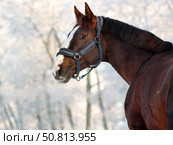 Dressage saddle horse in winter stud farm background. Спортивная верховая лошадь в паддоке на территории зимней фермы. Стоковое фото, фотограф Михаил Кондрашов / Фотобанк Лори