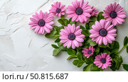 Floral Springtime: Osteospermum bouquet on white painted textured backdrop, botanical greeting design. Стоковое AI-изображение, AI-художник Данила Большаков / Фотобанк Лори