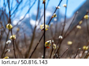 Willow twigs display fresh yellow catkins, signaling the onset of spring. Blurred mountainous background, bright daylight, and budding growth highlight renewal, vitality, and seasonal transformation. Стоковое фото, фотограф Андрей Ка / Фотобанк Лори