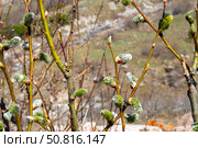 Young willow twigs display fluffy catkins on blurred mountain, signaling the arrival of spring. Scene highlights plant awakening, ecological renewal, and the importance of willows in natural habitats. Стоковое фото, фотограф Андрей Ка / Фотобанк Лори