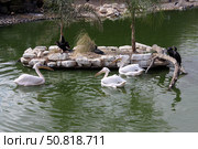 Pelicans (Lat.- Pelecanus) and great cormorants (Phalacrocorax carbo) Стоковое фото, фотограф Irina Opachevsky / Фотобанк Лори