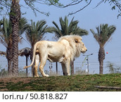 White Lion (lat. Panthera leo) Стоковое фото, фотограф Irina Opachevsky / Фотобанк Лори