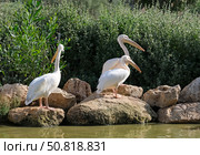 Three Pelicans on the shore of a pond (Lat.- Pelecanus) Стоковое фото, фотограф Irina Opachevsky / Фотобанк Лори