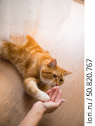 Рыжий кот на паркете играет с девушкой. Стоковое фото, фотограф Анна Рогалева / Фотобанк Лори
