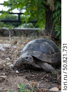 African spurred tortoise (Geochelone sulcata) Стоковое фото, фотограф Оксана Шведкова / Фотобанк Лори