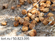 Scattered dried figs lying on parched soil with dead grass, illustrating the impact of drought on agriculture and fruit crops. Dried Figs on Ground After Severe Drought. Стоковое AI-изображение, AI-художник Башкирова Анна / Фотобанк Лори