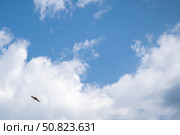 Канюк парит под ярким голубым небом и кучевыми облаками. Стоковое фото, фотограф Владислав Войтов / Фотобанк Лори