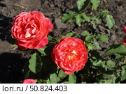 Красно-желтые махровые розы (молодой кустик) Стоковое фото, фотограф Юлия Сергеевна Купина / Фотобанк Лори