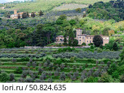 Stunning view of rolling hills with olive groves and historic buildings in Tuscany, Italy. Стоковое фото, фотограф Татьяна  Бральнина / Фотобанк Лори