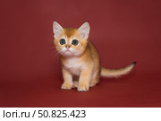 Small, beautiful red kitten with big eyes. Стоковое фото, фотограф Okssi / Фотобанк Лори