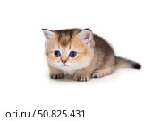 Small kitten on short legs, preparing to jump. Стоковое фото, фотограф Okssi / Фотобанк Лори