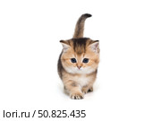 Small Scottish kitten walks forward. Стоковое фото, фотограф Okssi / Фотобанк Лори