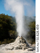Lady Knox Geyser erupting, Wai-O-Tapu Geothermal area, Taupo Volcanic Zone, New Zealand (2012 год). Стоковое фото, фотограф Richard Roscoe/Stocktrek Images / ТАСС / Фотобанк Лори