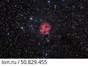 The Cocoon Nebula Roth Ritter/Stocktrek Images. Стоковое фото, агентство ТАСС / Фотобанк Лори