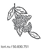 Elderberry Branch Hand Drawn Sketch Isolated on white Background. Vector Illustration Blue Dark Berry Coloring Print. Medical Nutrient Product with Fruity flavor doodle illustration for Packaging. Редакционная иллюстрация, иллюстратор Tosunyan Lusine / Фотобанк Лори