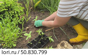 Planting heather flowers outdoors. Woman is putting soil into flower bad. Spring floral decoration. Стоковое видео, видеограф Ирина Старикова / Фотобанк Лори