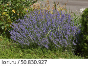 Lavender (lat. Lavandula) blooms in the garden. Lavender is a genus of plants in the family Lamiaceae or Labiatae. Стоковое фото, фотограф Андрей Жигальцов / Фотобанк Лори