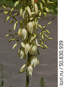 Yucca (Latin. Yucca) blooms in the garden. Yucca is a genus of arboreal evergreen plants of the Agave subfamily (Agavoideae) of the Asparagaceae family. Стоковое фото, фотограф Андрей Жигальцов / Фотобанк Лори
