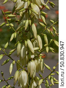 Yucca (Latin. Yucca) blooms in the garden. Yucca is a genus of arboreal evergreen plants of the Agave subfamily (Agavoideae) of the Asparagaceae family. Стоковое фото, фотограф Андрей Жигальцов / Фотобанк Лори