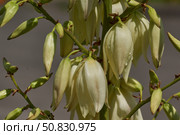 Yucca (Latin. Yucca) blooms in the garden. Yucca is a genus of arboreal evergreen plants of the Agave subfamily (Agavoideae) of the Asparagaceae family. Стоковое фото, фотограф Андрей Жигальцов / Фотобанк Лори