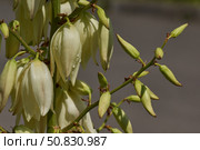 Yucca (Latin. Yucca) blooms in the garden. Yucca is a genus of arboreal evergreen plants of the Agave subfamily (Agavoideae) of the Asparagaceae family. Стоковое фото, фотограф Андрей Жигальцов / Фотобанк Лори