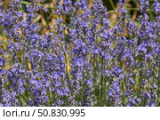 Lavender (lat. Lavandula) blooms in the garden. Lavender is a genus of plants in the family Lamiaceae or Labiatae. Стоковое фото, фотограф Андрей Жигальцов / Фотобанк Лори
