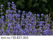 Lavender (lat. Lavandula) blooms in the garden. Lavender is a genus of plants in the family Lamiaceae or Labiatae. Стоковое фото, фотограф Андрей Жигальцов / Фотобанк Лори