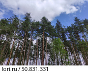 Высокие стройные хвойные деревья. Альбомный формат. Стоковое фото, фотограф Юрий Николаев / Фотобанк Лори