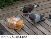Стая голубей поедает буханку хлеба. Стоковое фото, фотограф Анатолий Володин / Фотобанк Лори