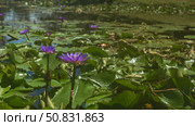 Blooming water lilies in a tropical pond. Beautiful purple flowers on long stems. Green leaves on the surface of the water. Malaysia. Стоковое фото, фотограф Вера Ивановна Кубарева / Фотобанк Лори