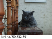 Серый кот. Стоковое фото, фотограф Елена Мельникова / ТАСС / Фотобанк Лори