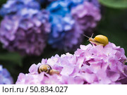 Grape snail (Helix pomatia) on a flowering hydrangea. A garden pest. An edible snail. A terrestrial gastropod mollusk of the Helicidae family. Стоковое фото, фотограф Photojuli / Фотобанк Лори