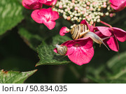 Grape snail (Helix pomatia) on a flowering hydrangea. A garden pest. An edible snail. A terrestrial gastropod mollusk of the Helicidae family. Стоковое фото, фотограф Photojuli / Фотобанк Лори