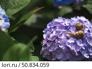 Grape snail (Helix pomatia) on a flowering hydrangea. A garden pest. An edible snail. A terrestrial gastropod mollusk of the Helicidae family. Стоковое фото, фотограф Photojuli / Фотобанк Лори